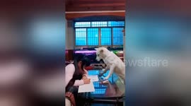 Well-trained dog helps dad supervise his daughter doing homework