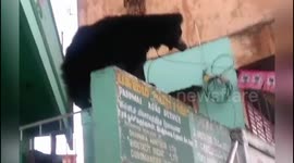 Panic choas as wild bear enters southern Indian Town, Rescued by forest official.