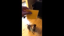 Did the #CheesedChallenge to my grandpa. His reaction is PRICELESS !!! https://t.co/0E43cr1yQW