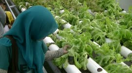 SURABAYA HYDROPONIK PLANT LOVERS COMMUNITY