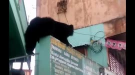 Panic choas as wild bear enters southern Indian Town, Rescued by forest official.
