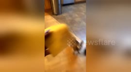 Newsflare Edit - Did the #CheesedChallenge to my grandpa. His reaction is PRICELESS !!! https://t.co/0E43cr1yQW