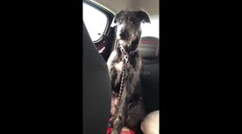 Dog’s stomach won’t stop rumbling!
