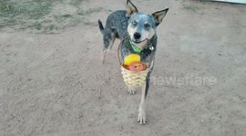 Helpful Dog Assists with Harvest by Carrying Basket of Apples and Lemons