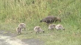 Gorgeous Upland Geese grazing with their cute Goslings in Patagonia