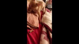 Chihuahua fights urge to eat cookie and can't decide