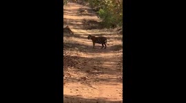 Tigress chasing Deer @ Karhandla