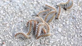 Five-metre-long procession of caterpillars march along path in Spain
