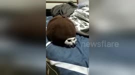 Silly kitten 'dresses up' as a tortoise by crawling from under a baseball cap