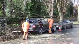Large Branch Falls on Car,Council Workers Cutting the branch with chainsaw