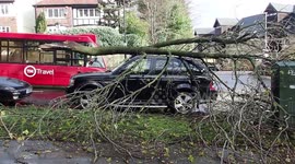 Workers in Sheffield remove fallen tree from top of Range Rover