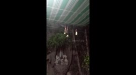 Man films bat swiping banana from wire outside his home