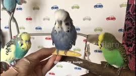 Budgie hogs all the food