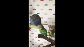 Budgies eating celery