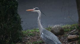Great Heron walking the streets.