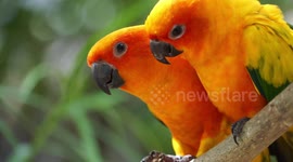 Romantic birds, take me under your wing.