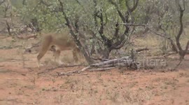 Lion Stealing the Impala from Vultures