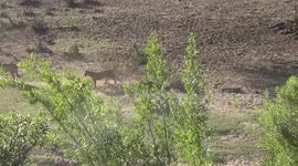 Lioness pride got interrupted by two big male lions