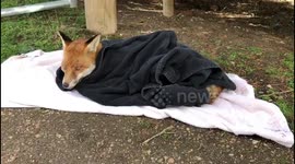 Nurses rescue vixen moments from death after getting caught in deadly trap