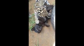 Baby jaguar suckling black baby leopard