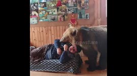 Brown bear refuses to share sofa with his human