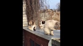 Весна! Котики прилетели))).