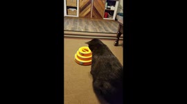 Fatt cat ballin