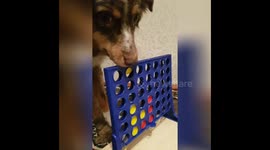 Clever dogs enjoy playing Connect Four
