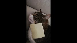 Cat breaks after being cheesed