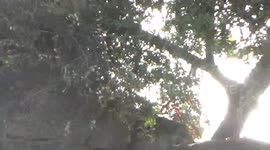 Jamelia the Female Leopard and her cub