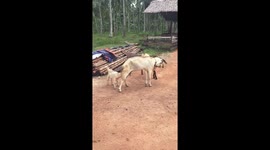Fight of the month! Goats seen locking horns in rural Indonesia