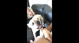 frenchie telling mom she's annoyed with her daughter barking