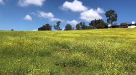 Charlock Mustard fields in Rancho Cucamonga California