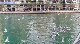 Super Slow Motion Video of Seagull