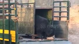 Heartwarming moment rescued bear steps out of cage for freedom