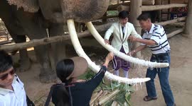 Tourists in Thailand put string on elephant's tusks for good luck