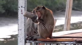 Heartbreaking moment wild monkey is found with plastic bottle stuck on his wrist