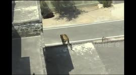 Leopard caught after 7-hour chase through Indian town