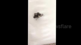Fly with maggots!