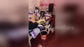 Obedient huskies serve lazy Shanghai owner by holding phone and snacks for him