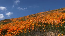 California poppy fields