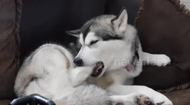 Alaskan Malamute Sojou cleaning the wax out of her ear