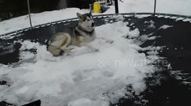 Alaskan Malamute Sojou Doesn't Want Winter to end