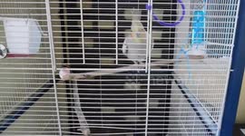 Cockatiel Phoebe Excited Poo and fascinated cute baby's reaction