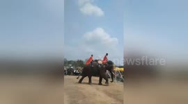The biggest football players in the world? ELEPHANTS play professional football in Vietnam