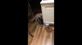 Bridget getting into treats