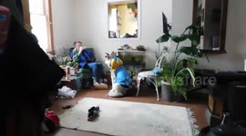Alaskan Malamute Sojou wears clothes