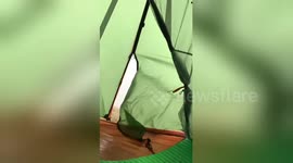 Storm Gareth: Camper on Dartmoor films tent flapping madly in the wind