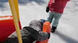Alaskan Malamute Sojou checks if young toddler is ok