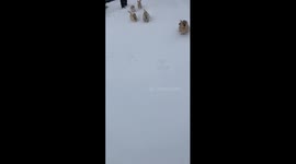puppies in snow